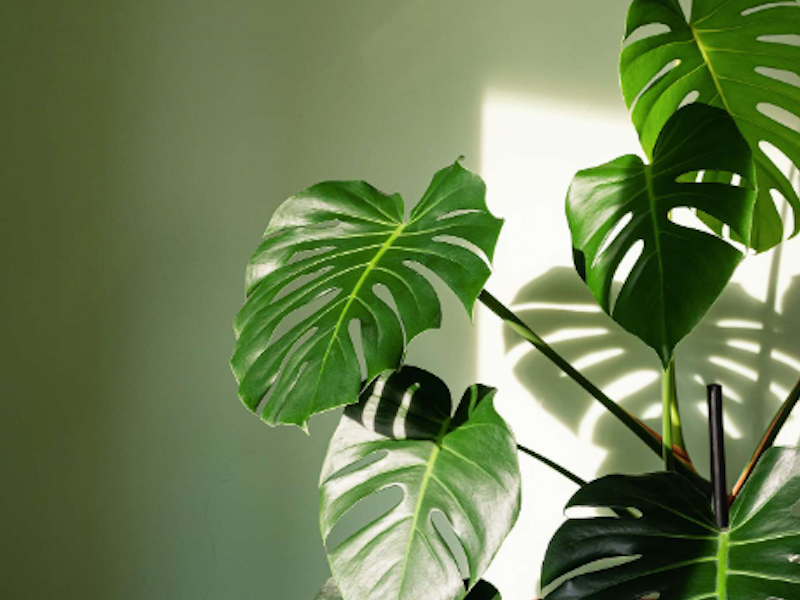 Designing with our Tropical Plants